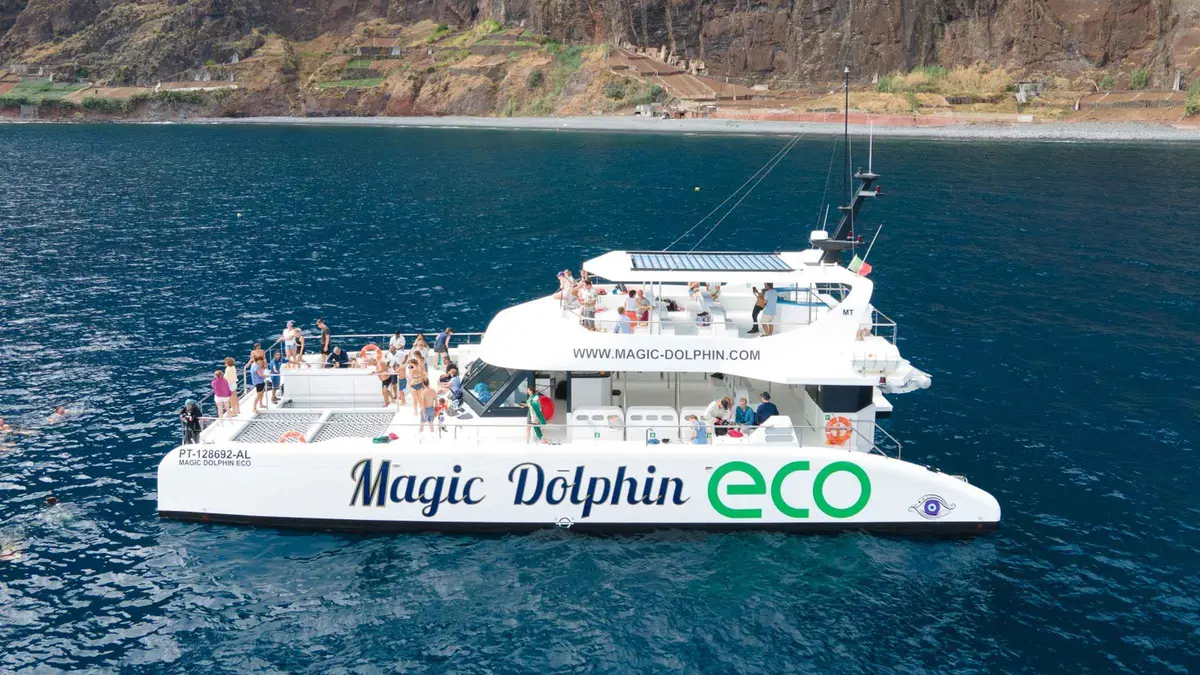 A pod of dolphins riding the bow wave of a catamaran off the coast of Funchal on an Ecological Catamaran dolphin and whale watching tour in Funchal, Madeira