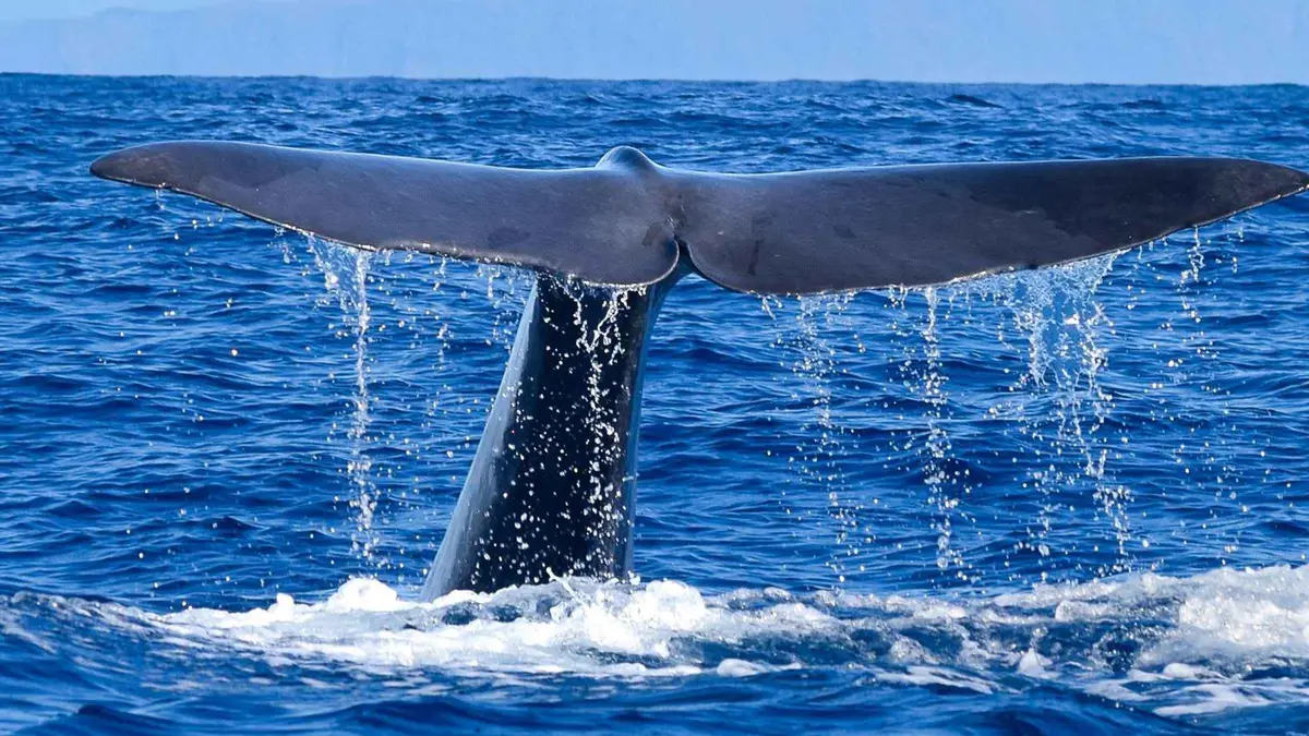 A marine biologist guide pointing out a whale's dorsal fin from a small boat off Funchal on a Responsible Whale and Dolphin Watching tour in Funchal, Madeira