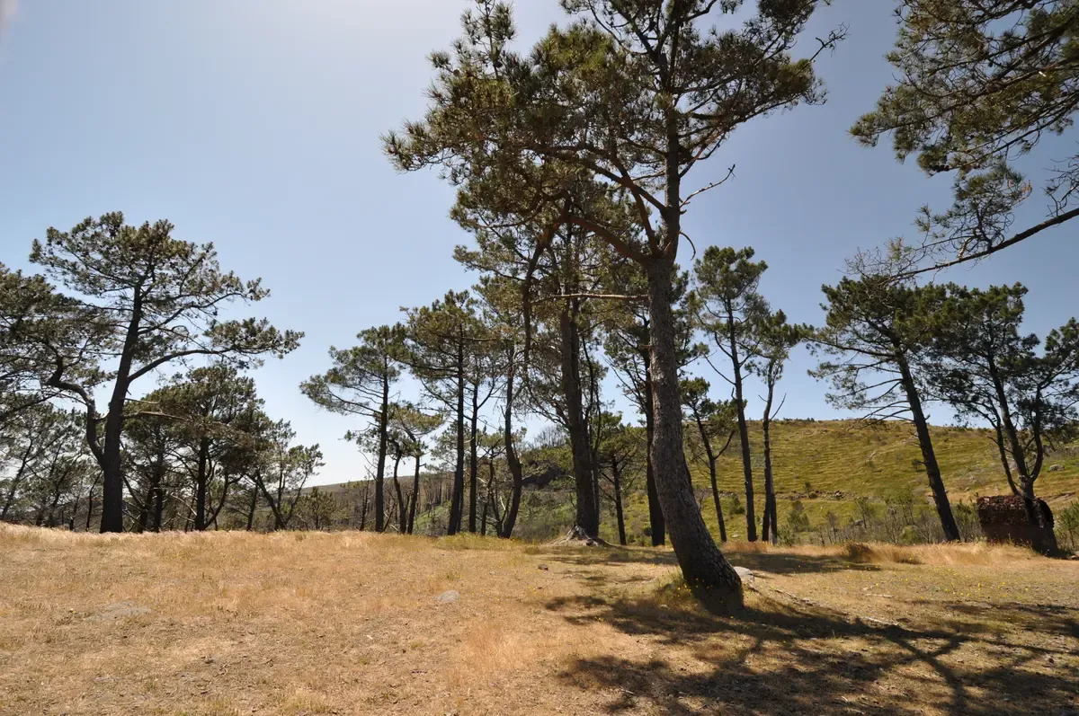 Pine forest and open grassland inside the Funchal Ecological Park above Funchal, Madeira
