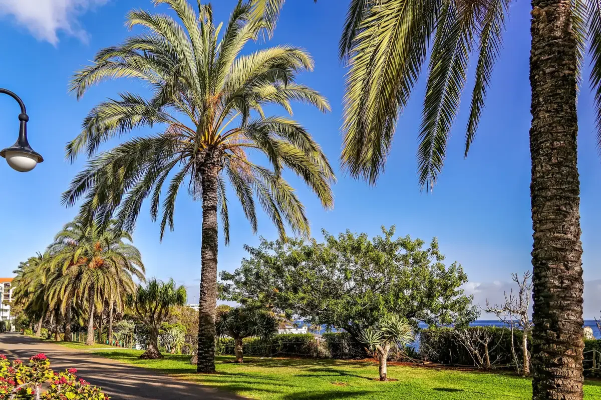 Palms and lawns along the Lido seaside promenade in the hotel zone of Funchal, Portugal