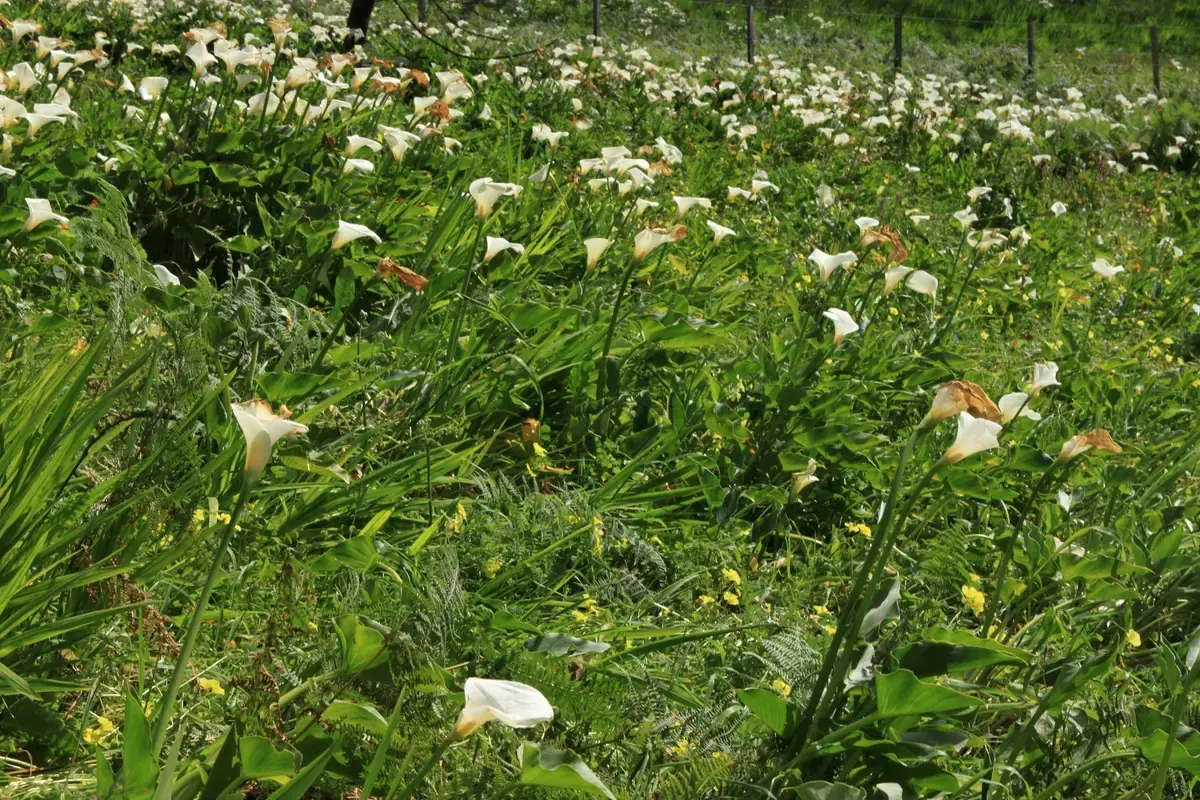 Calla lilies and green foliage in the grounds of Palheiro Gardens near Funchal, Madeira