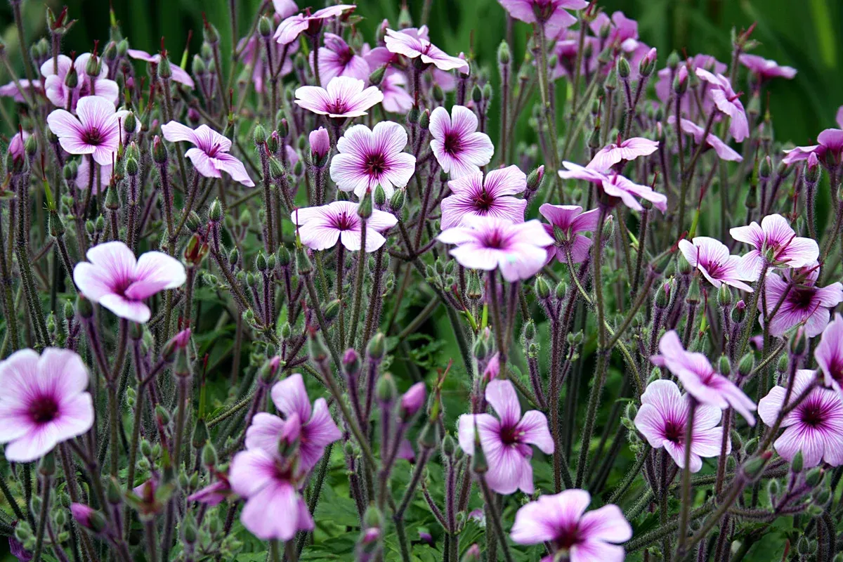 Geranium maderense, a plant endemic to Madeira, flowering in Palheiro Gardens near Funchal