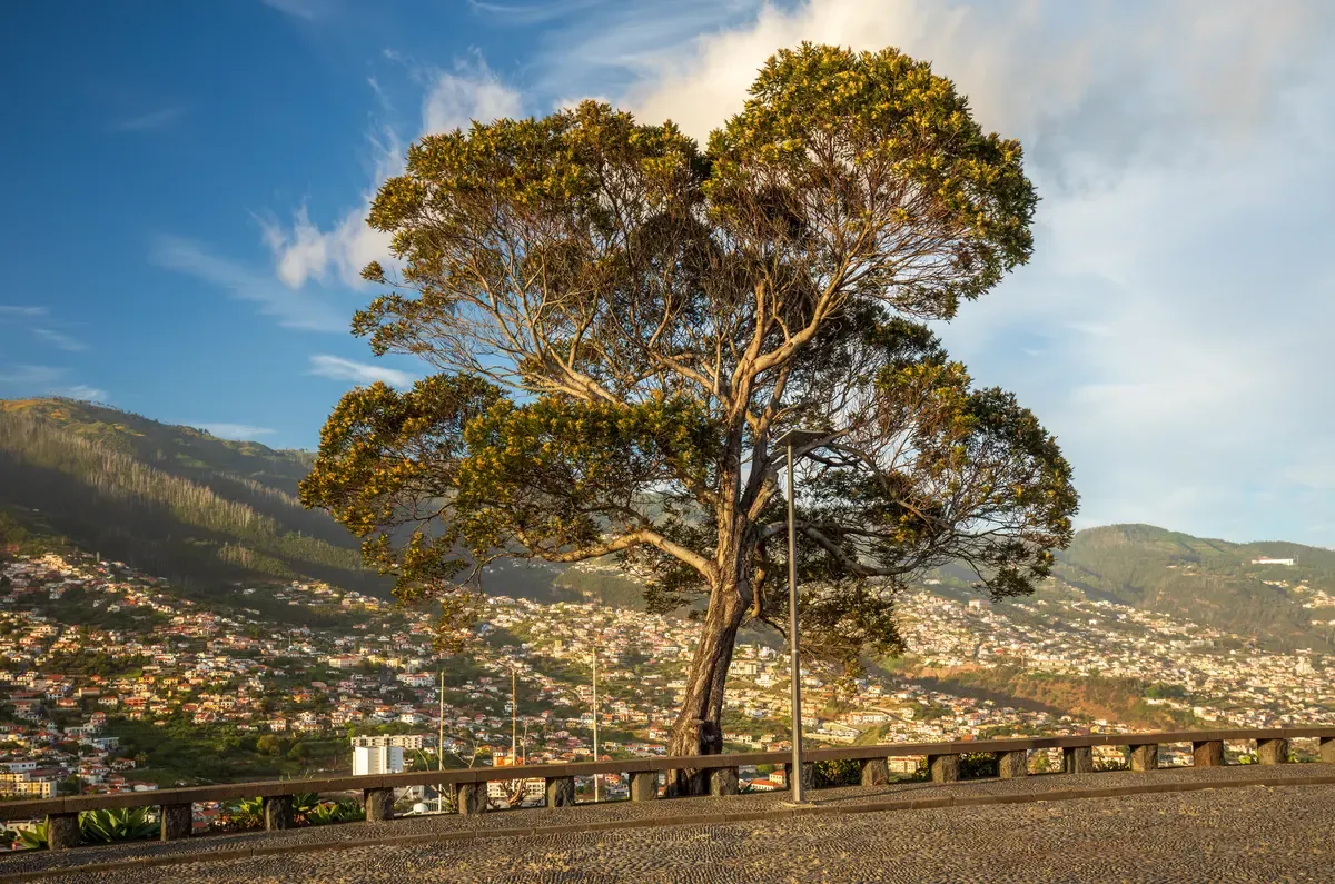 A large tree and stone parapet at the Pico dos Barcelos viewpoint park in Funchal, Madeira, Portugal