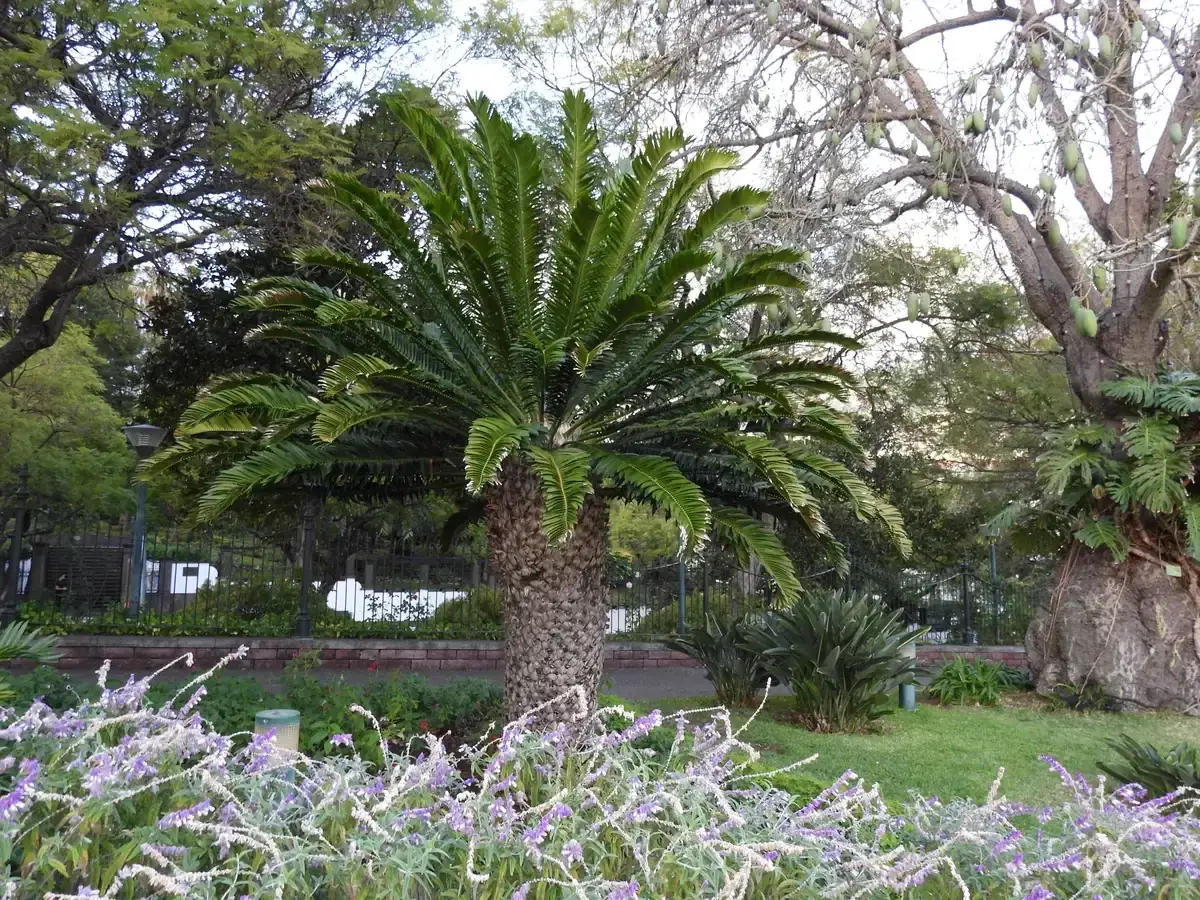 A cycad plant among flowerbeds in Santa Catarina Park in central Funchal, Madeira