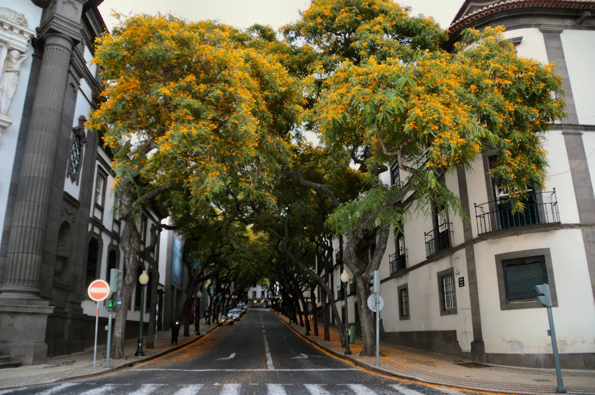 Avenida Arriaga in Funchal, the flat centre street that stays open and walkable on a Funchal Sunday